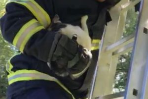 Ağaçta mahsur kalan kedi itfaiye tarafından kurtarıldı