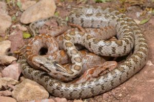 Keşfedilen yeni yılan türüne 'Likyalı' adı verildi