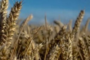 Tarım ve Orman Bakanlığı'ndan 'buğday stoku' açıklaması