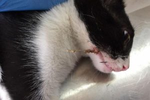 Ağzına olta iğnesi batan kedi böyle kurtarıldı