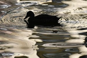 'Dünyanın en yalnız ördeği' horozların zorbalığı ile boğuşuyor