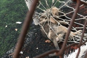 Hala sahada kale ağına takılan yavru köpek kurtarıldı
