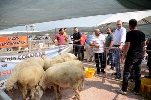 Çobanlar Bursa'da 'Küçükbaş Hayvan ve Ekipmanları Tanıtım Günleri"nde buluştu