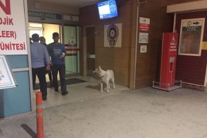 Bursa'da sahibini hastane kapısında bekleyen köpeği çaldılar