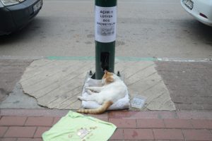 Bursa'da mama için dilenen kedi fenomen oldu