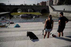 Madrid'e dev balina heykeli