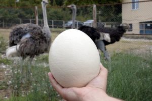 Bursa'da deve kuşunun yumurtasının boşu bile 100 liradan satılıyor