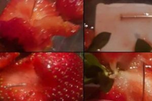 Avustralya'daki iğneli &ccedil;ilek krizi Yeni Zelanda'ya sı&ccedil;radı