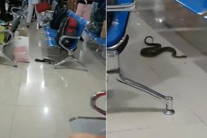 Filipinler'de havalimanında yılan paniği