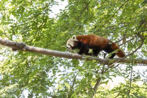 Bursa'nın 'beyaz panda' hedefi &Ccedil;in engeline takıldı