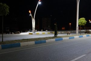 Yaban domuzları şehir merkezine indi