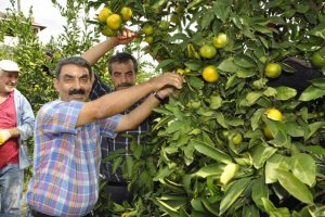 Dalında 75 kuruş olan mandalina tezgahta 4 katı