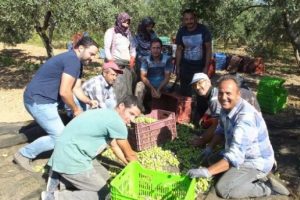 Edremit K&ouml;rfezi'nde zeytin hasadı başladı