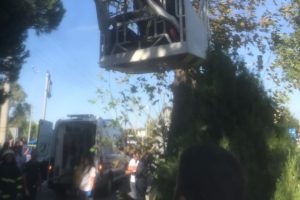 Kozalak toplarken canından oldu