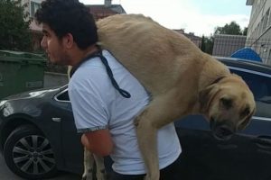 Hasta k&ouml;peği tedavi ettirmek i&ccedil;in sırtında taşıdı
