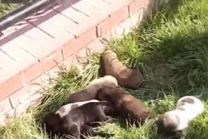 Boğulmak &uuml;zere olan k&ouml;pekler kurtarıldı