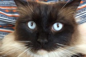 İngiliz polisinin &uuml;&ccedil; yıl araştırdığı 'kedi seri katili' bakın ne &ccedil;ıktı!