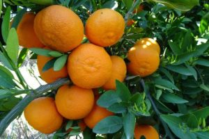 Mandalina ve portakalda d&uuml;ş&uuml;k rekolte beklentisi