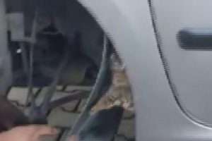 &Ccedil;amurluğa sıkışan yavru kedi kurtarıldı