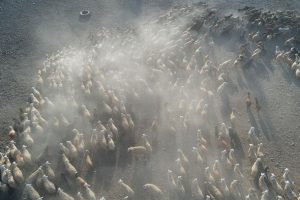 G&ouml;&ccedil;erlerin d&ouml;n&uuml;ş yolculuğu başladı