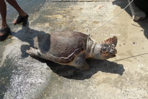 Kaş'ta &ouml;l&uuml; halde caretta caretta bulundu