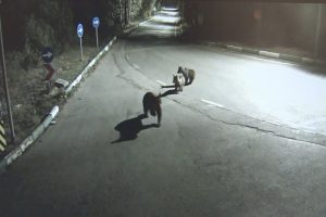 Bursa Uludağ'da aç kalan sakat ayı ve yavruları şehre indi