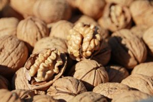 Cevizin anavatınında hasat başladı