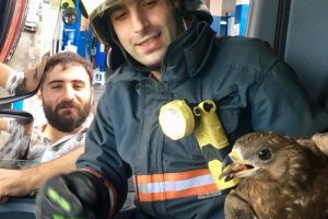 Balkonda sıkışan doğanı itfaiye kurtardı