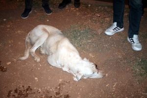 G&ouml;z&uuml; oyulmuş k&ouml;pek bulundu