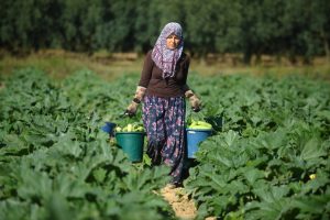 Bursa İznik'in kabakları Almanya'ya ihra&ccedil; ediliyor