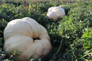 450 kilogramlık bal kabağı vatandaşlar tarafından ilgi g&ouml;r&uuml;yor