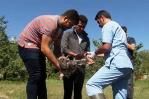 Van'da k&uuml;mes hayvanlarının &ouml;l&uuml;mleri korkuttu