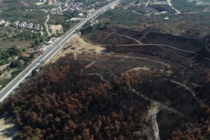 Bursa'da lüks villaların yanında küle dönen bölge ağaçlandırılıyor