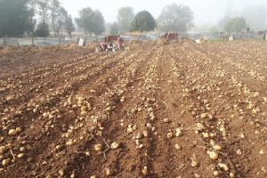 Beyaz patatesinin hasadına başlandı