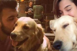 Sevgililerin k&ouml;pek davasında flaş iddia!
