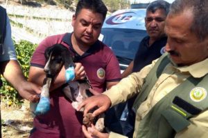 Alevlerin i&ccedil;inde mahsur kalan k&ouml;pek kurtarıldı