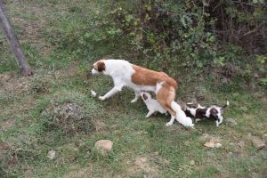 Yavru k&ouml;peklere belediye sahip &ccedil;ıktı