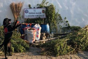 Tarlaya zehir ektiler, 3 ay sonunda yakalandılar