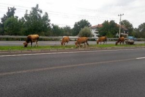 Karayoluna inen hayvanlar zor anlar yaşattı