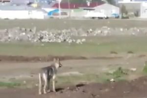 Ardahan merkezine kurt indi