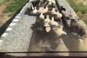 Tren raylara &ccedil;ıkan hayvanları telef etti