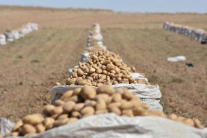 Soylu: Patateste fiyat artışı beklenmiyor