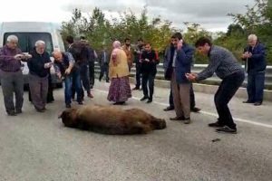 Pes dedirten g&ouml;r&uuml;nt&uuml;! &Ouml;len ayıya beddua ve tekme