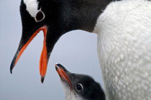 Eşcinsel penguen &ccedil;ift, terkedilmiş yavruya kol kanat gerdi