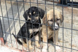 Bursa Osmangazi'den can dostlara yavrulu anne b&ouml;l&uuml;m&uuml;