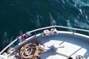Yunuslar balık&ccedil;ılara rehberlik etti