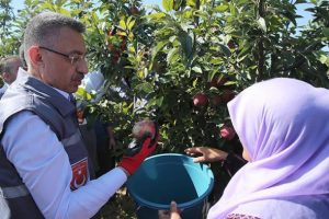 Cumhurbaşkanı Vekili Fuat Oktay elma hasadına katıldı