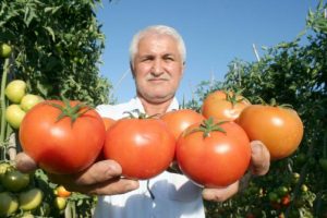Güz domatesi, üreticinin yüzünü güldürdü