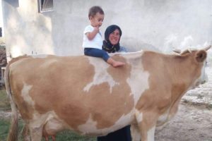 120 bin liralık b&uuml;y&uuml;kbaş hayvan hırsızlığı