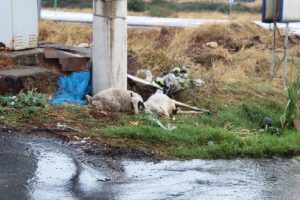 Trafo altında otlayan koyunlar akıma kapılarak telef oldu